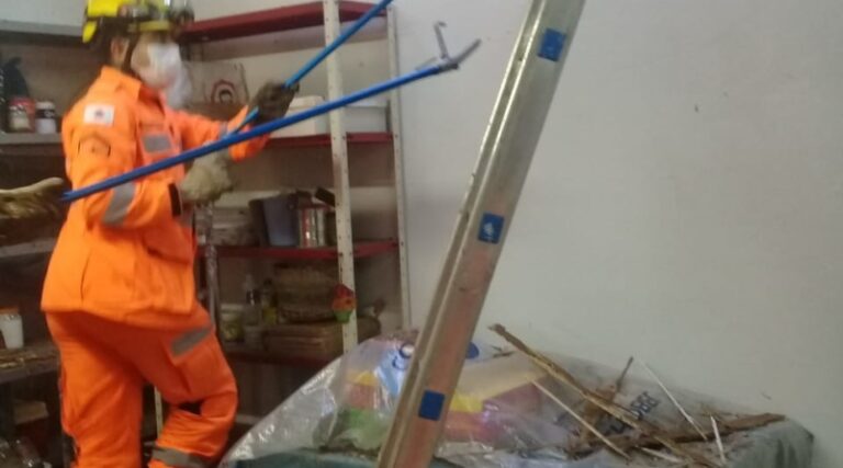CBMMG captura quatro gambás em residência no Centro de Ituiutaba