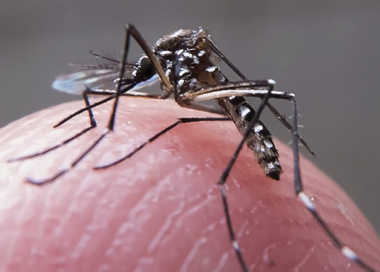 Novo teste amplia precisão do diagnóstico de dengue; o projeto desenvolvido com o apoio da Fapemig usa propriedade ótica das nanopartículas para distinguir a doença de outras, como o zika