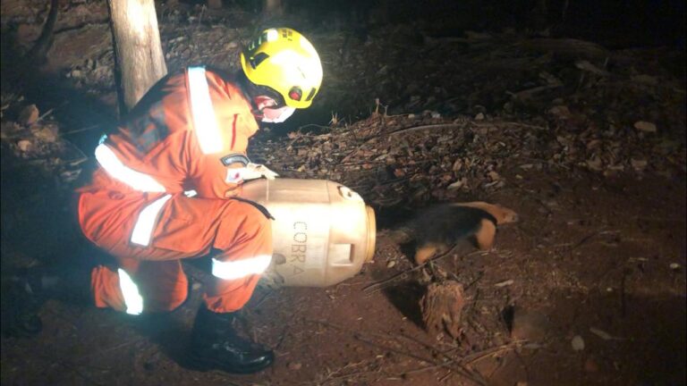 Bombeiros capturam tamanduá-mirim no Bairro Progresso