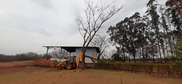 Bombeiros cortam árvore com risco de queda iminente em Ituiutaba