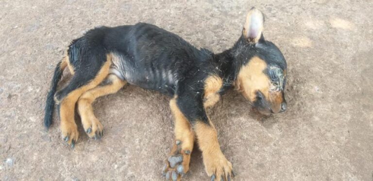 Idoso é preso em Ituiutaba no Bairro Pirapitinga por maus-tratos animal; o filhote de cachorro não resistiu aos ferimentos e morreu depois de ser resgatado pela Polícia Militar de Meio Ambiente