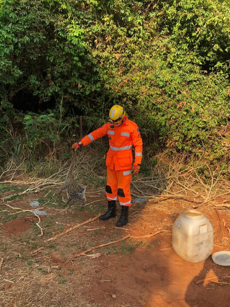 Ouriço-cacheiro é capturado pelos Bombeiros no Bairro Buritis e solto no Parque do Goiabal