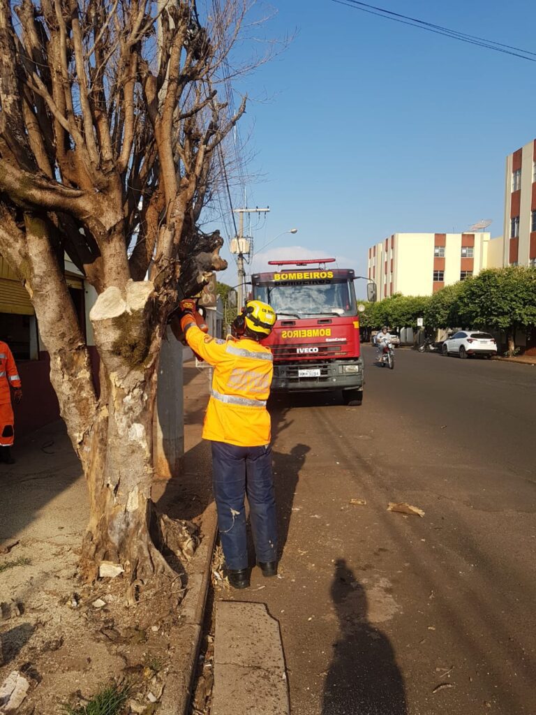 CBMMG corta árvore com risco de queda na Avenida 31, em Ituiutaba (MG)