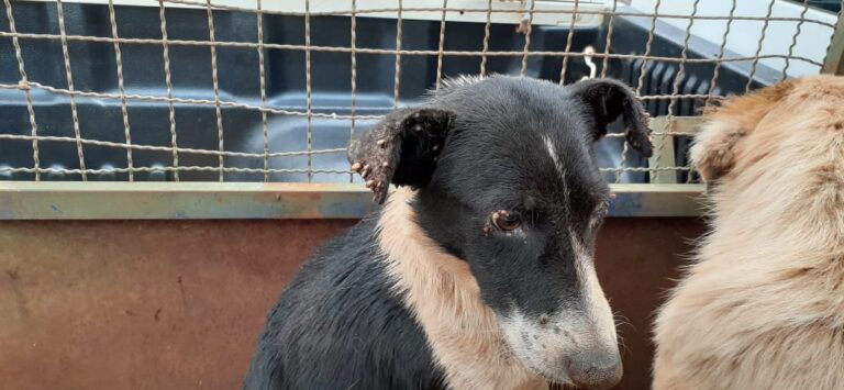 Mulher é presa por maus-tratos a animais no Bairro Camargo, em Ituiutaba