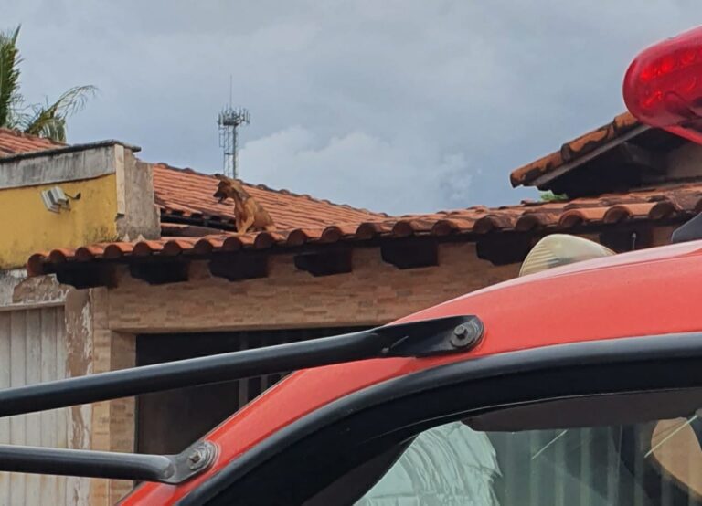 Bombeiros resgatam cachorro que subiu em telhado de residência no Bairro Maria Vilela