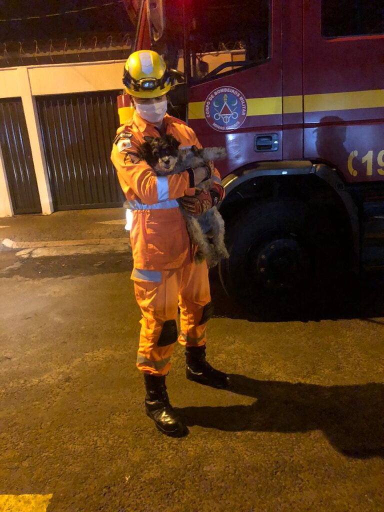 Bombeiros são acionados após pitbull invadir residência e atacar cachorro de pequeno porte no Centro de Ituiutaba (MG)