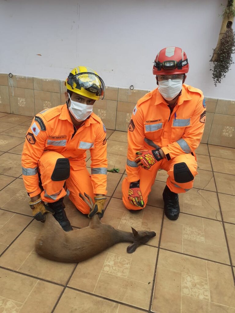 Bombeiros realizam salvamento de animais silvestres; um veado e um tamanduá foram resgatados pelos militares
