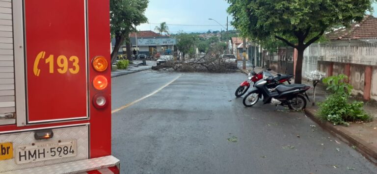 CBMMG corta árvore caída em via pública no centro de Ituiutaba