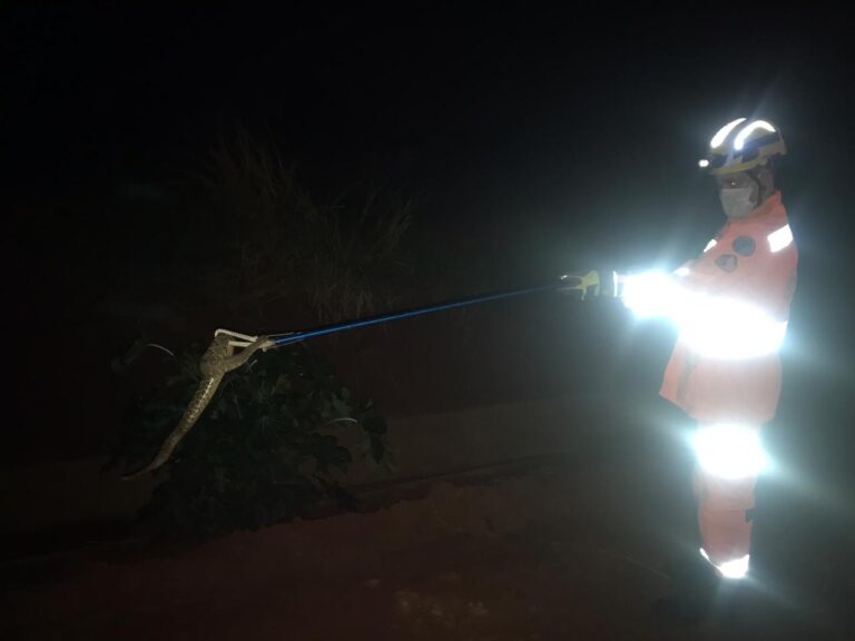 CBMMG captura cobra cascavel dentro de residência em Ituiutaba (MG)