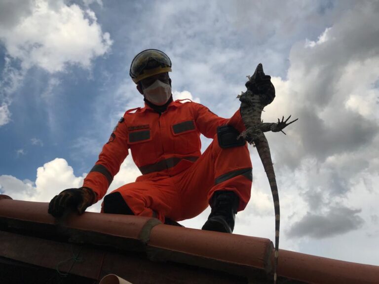 Bombeiros capturam mais um animal silvestre em Ituiutaba
