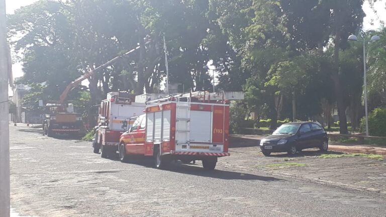 CBMMG corta árvores de grande porte suspeitas de envenenamento próximo ao Terminal Rodoviário de Ituiutaba