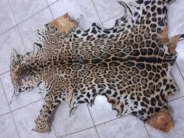 Indivíduo é preso e multado em R$ 13.606,80 por guardar couro de onça pintada sem autorização na cidade de Ituiutaba