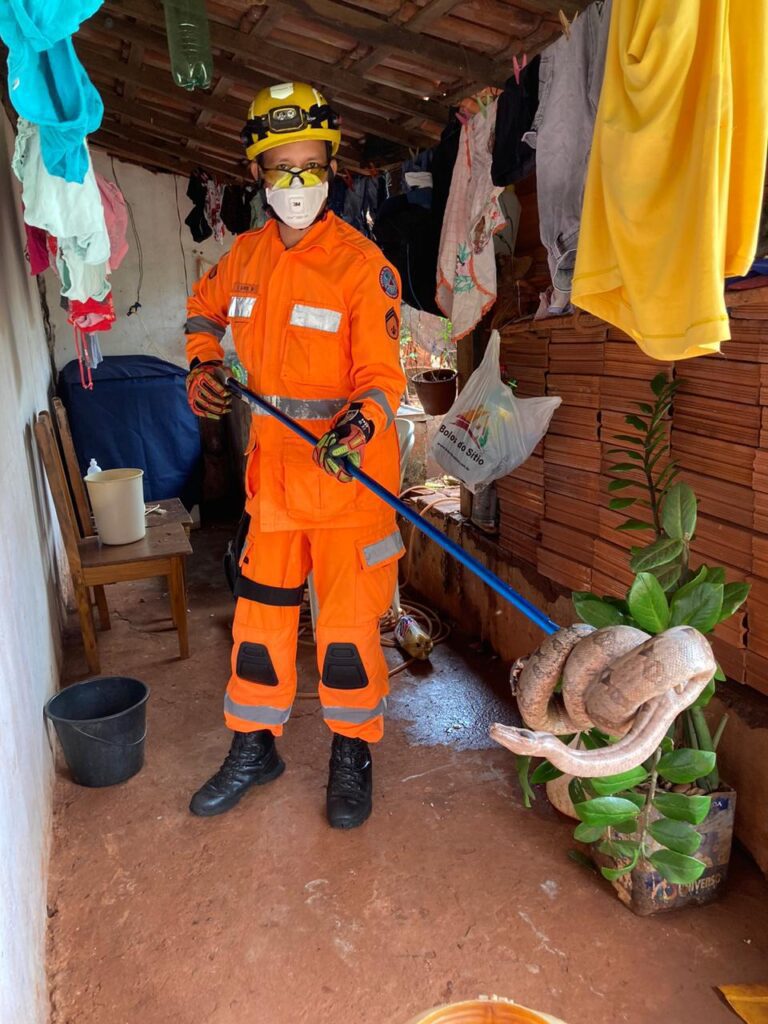 Bombeiros capturam Jiboia em residência no Bairro Santa Maria, em Ituiutaba