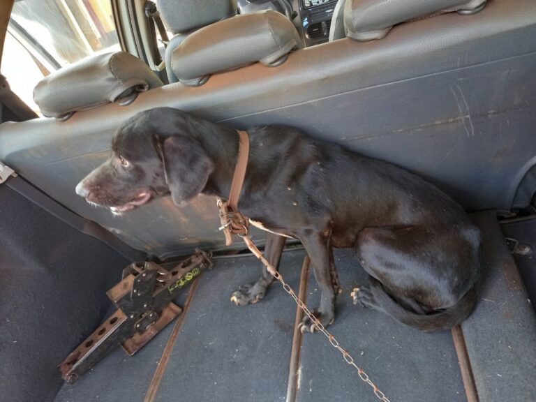 Cachorro é resgatado de situação de maus-tratos e tutor é preso pela segunda vez em Ituiutaba pelo mesmo crime neste mês de Janeiro