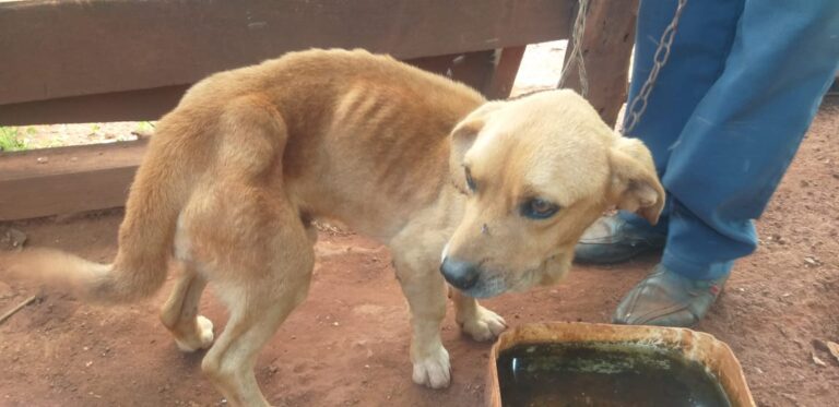 Tutor é preso por maus-tratos animal e cachorro é resgatado na Zona Rural de Ipiaçu (MG)