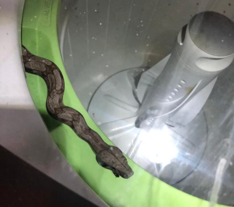 CBMMG captura serpente dentro de máquina de lavar em residência no Bairro Camilo Chaves