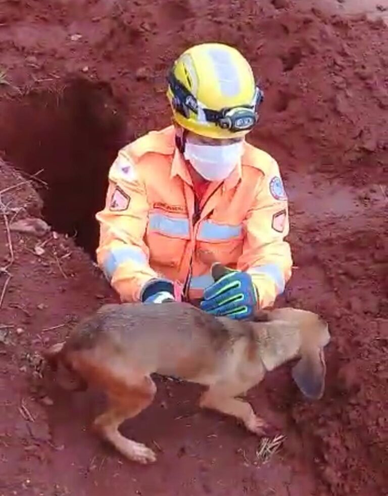 CBMMG salva cachorro preso em buraco no Bairro Santa Edwiges, em Ituiutaba (MG)