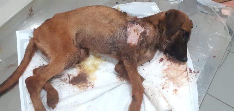 Polícia Ambiental prende tutora de cachorro por maus-tratos em Ituiutaba (MG)