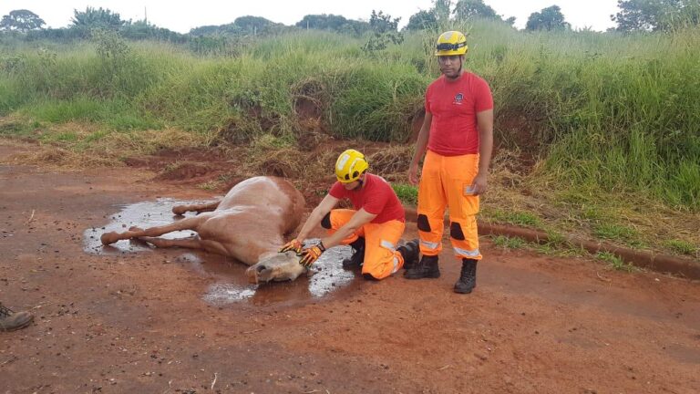 CBMMG resgata égua que caiu dentro de buraco no Bairro Residencial Marcondes, em Ituiutaba (MG)