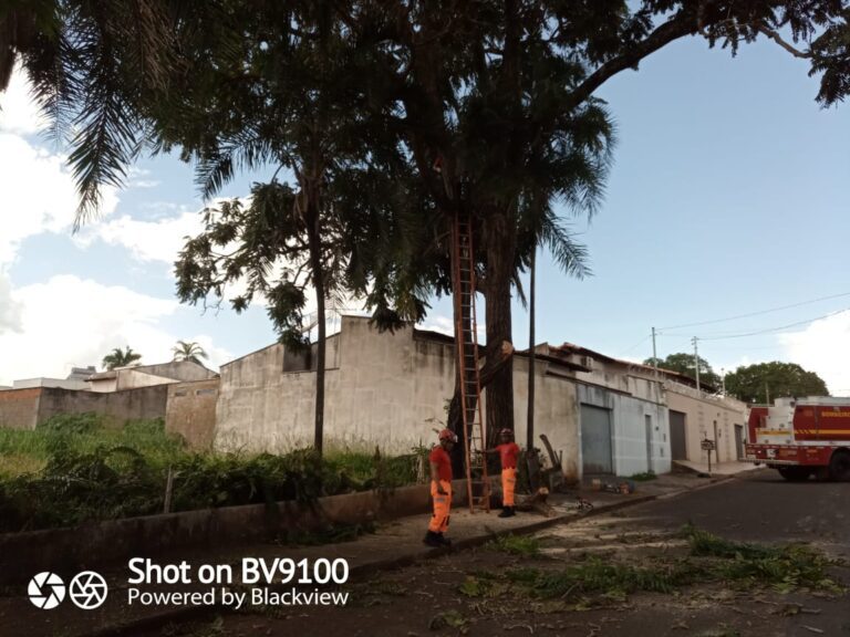 Bombeiros cortam árvore com risco de queda iminente no Bairro Novo Horizonte, em Ituiutaba (MG)