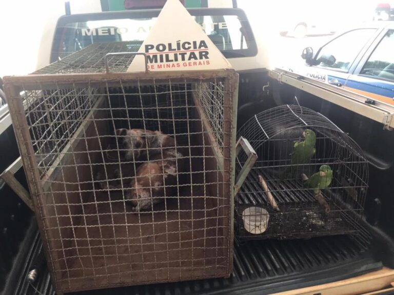 Tutora é conduzida e multada em R$ 19.187,56 por maus-tratos animal em Ituiutaba (MG)