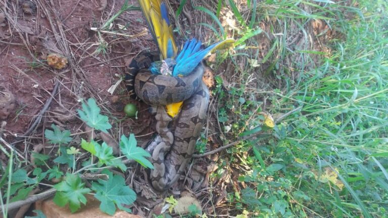 Jiboia é capturada no quintal de empresa em Ituiutaba pelo CBMMG  