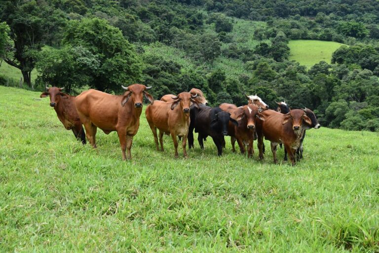 Ministério autoriza prorrogação da vacinação contra febre aftosa em MG