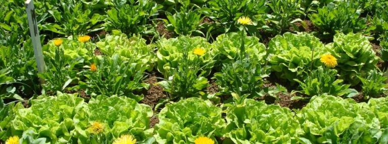 Cultivo consorciado de hortaliças garante diversidade no campo, no mercado e na mesa