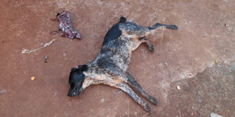 Dois cachorros são envenenados no Bairro Nadime Derze, em Ituiutaba (MG)