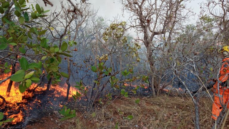 CBMMG combate incêndio florestal, em Prata (MG)
