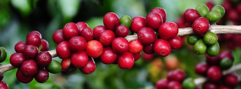 Minas Gerais deve bater recorde histórico nas exportações do agronegócio em 2021
