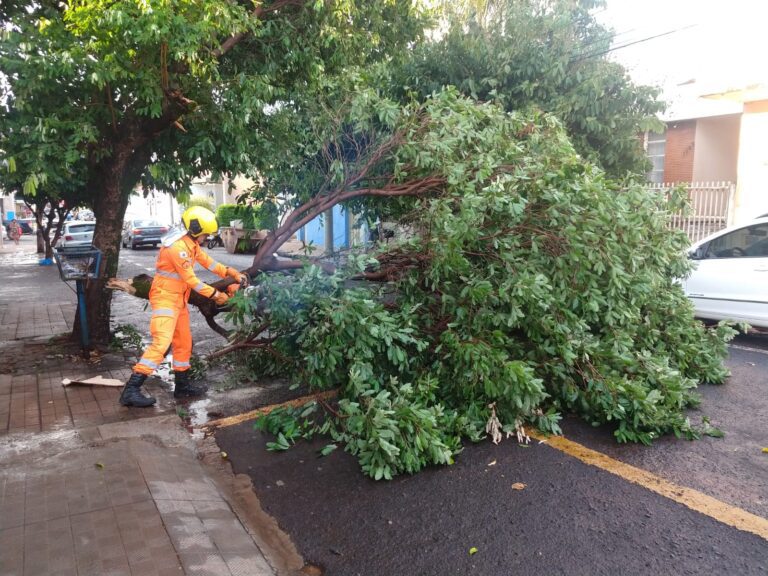 Duas árvores caíram em Ituiutaba obstruindo via pública durante vendaval, diz CBMMG