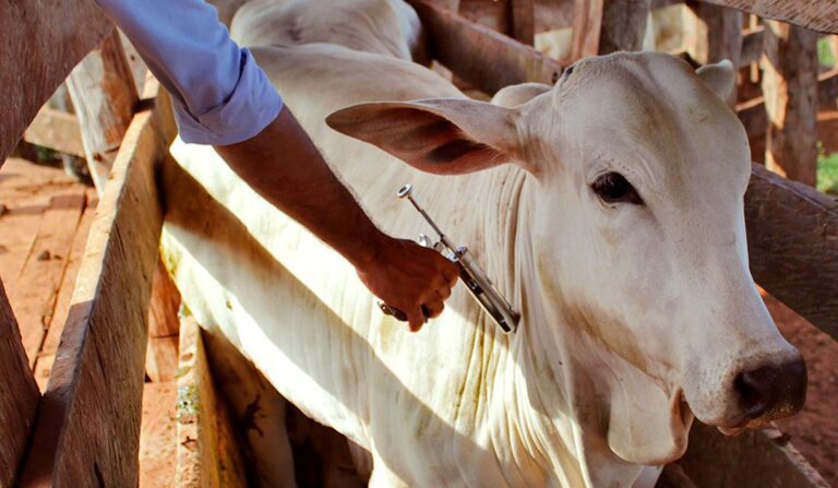 Minas Gerais vacina 97,5% de bovinos e bubalinos contra a febre aftosa