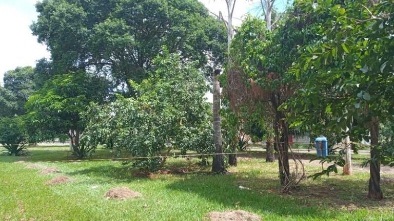 Enxame de abelha é retirado na Avenida José João Dib