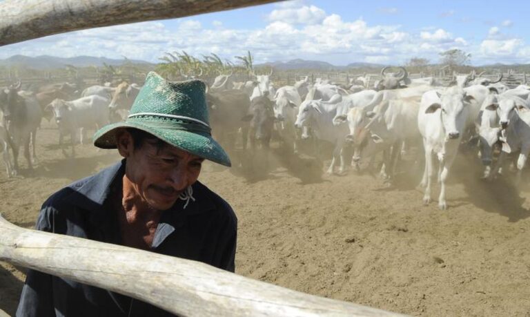 Vacinação contra aftosa será suspensa em Minas, DF e mais cinco estados