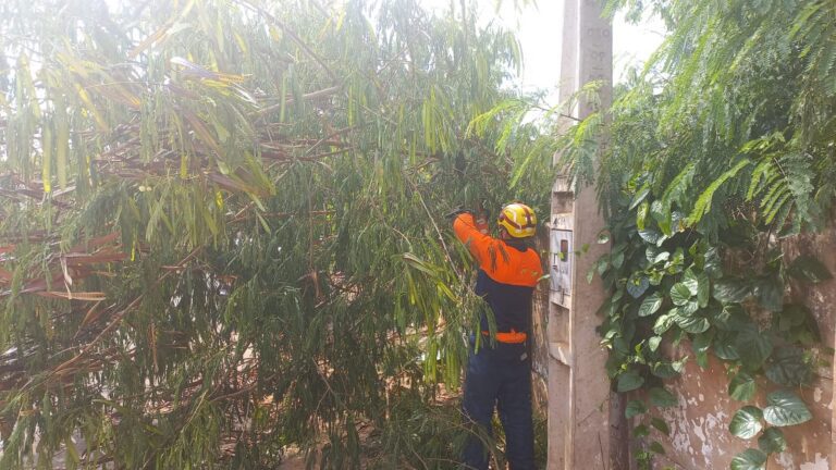 CBMMG corta árvore caída na rua que estava obstruindo o trânsito no Centro de Ituiutaba
