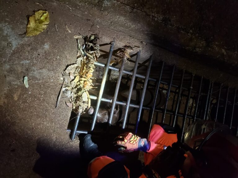 Cachorro fica preso em bueiro no Bairro Lagoa Azul e é resgatado pelo CBMMG