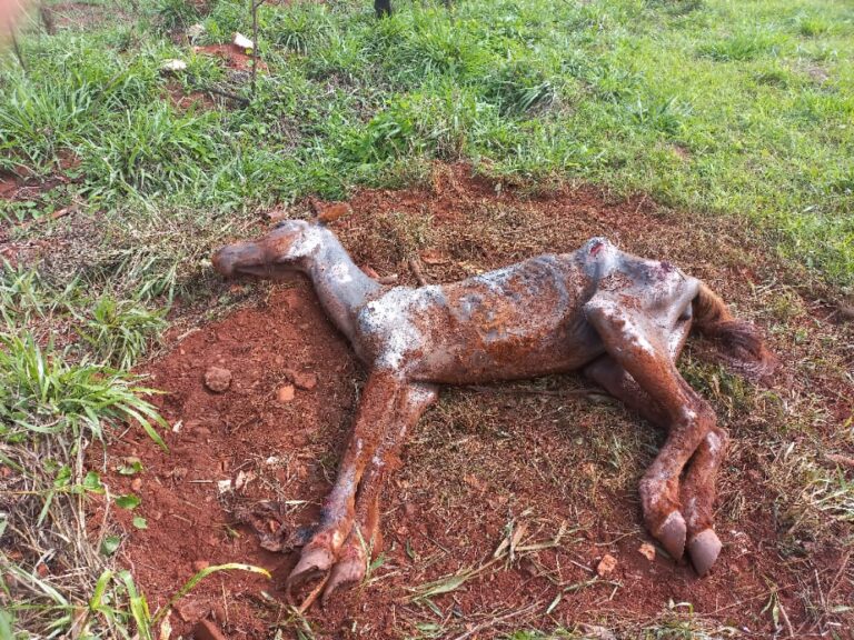 Égua vítima de maus-tratos é resgatada em Ituiutaba pela Polícia Ambiental