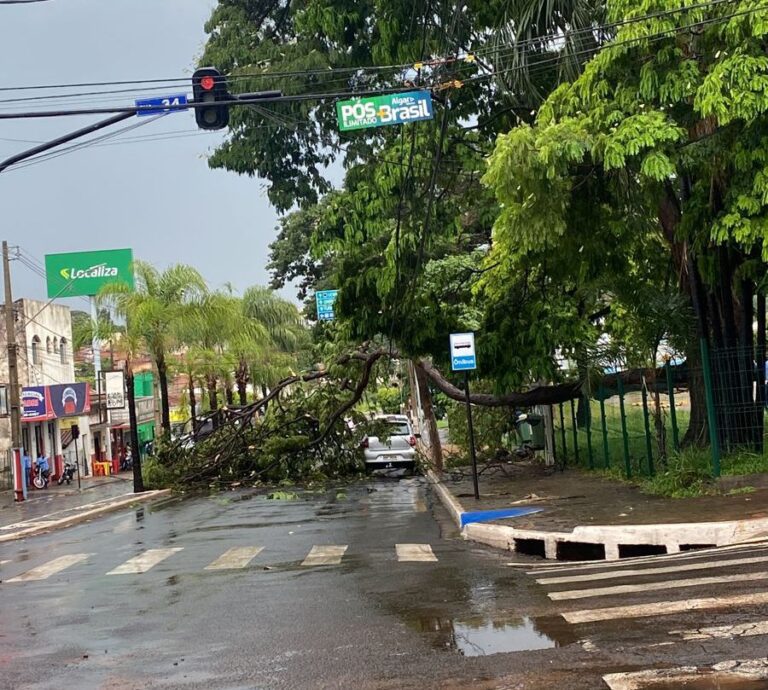 Chuva derruba árvore em frente a rodoviária e deixa avenida 17 interditada