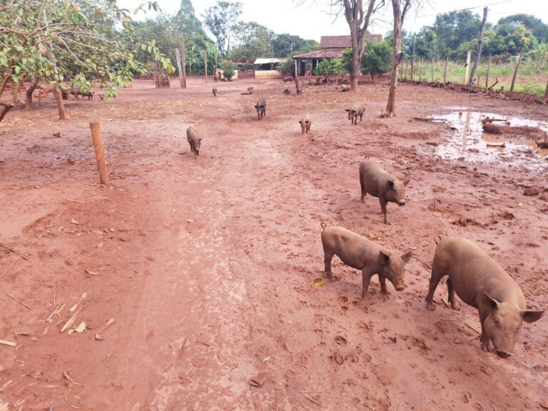 Morador de Ituiutaba é multado em quase 4 mil reais por criar suínos em área urbana