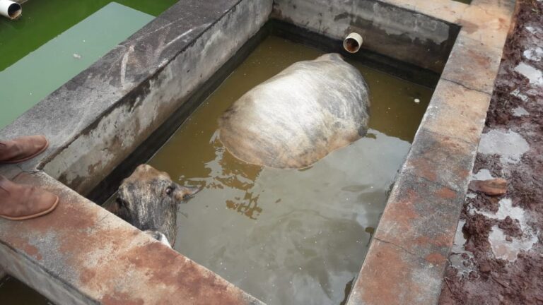 Vaca é resgatada pelo CBMMG após cair em tanque de água, em Ituiutaba
