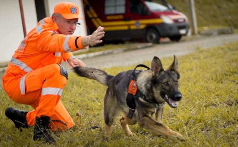 Cães do CBMMG agilizam resgate e salvamento de vidas em Minas e em outros estados