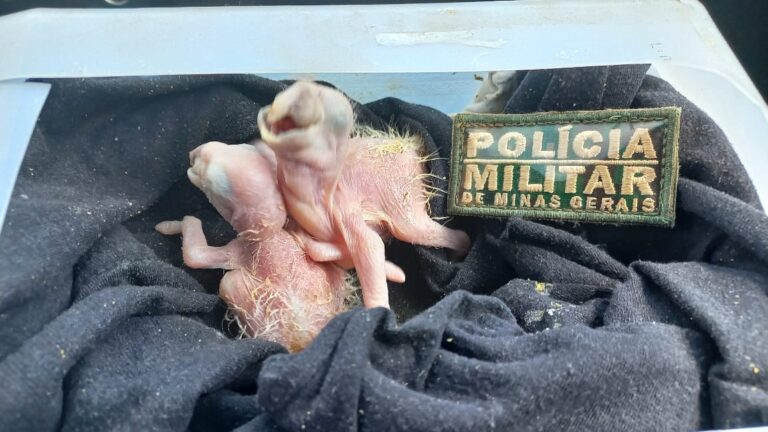 Mais dois filhotes de Araras são resgatados no Bairro Progresso, em Ituiutaba