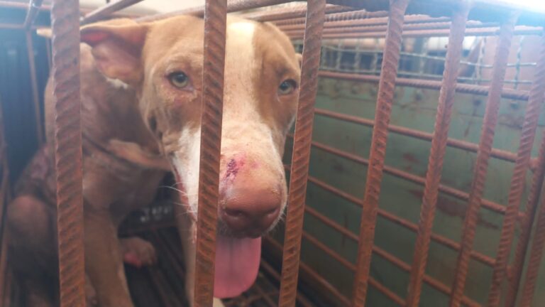 Homem é preso em Ituiutaba por maus-tratos animais