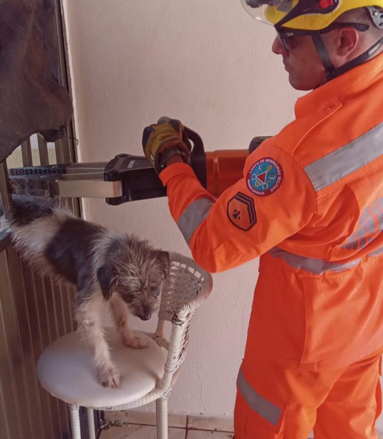 Cachorrinho fica preso em grade de portão de casa e precisa ser resgatado pelo CBMMG, em Ituiutaba