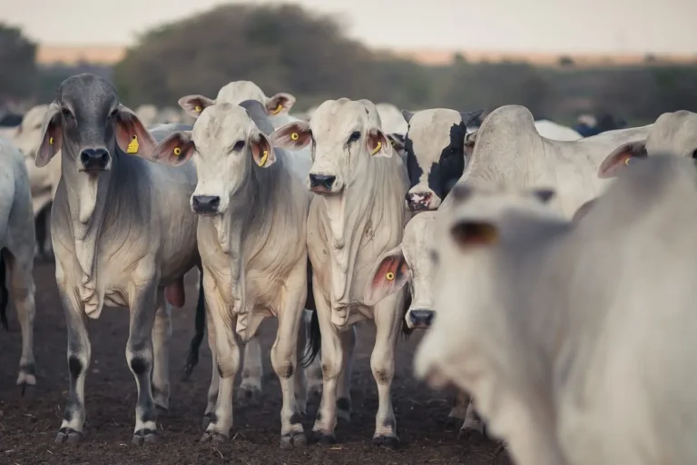 Produtores rurais mineiros devem atualizar dados de rebanhos até o dia 30 de Maio