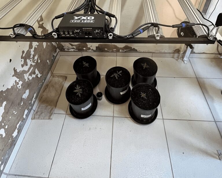 PMMG faz operação contra tráfico de drogas e descobre “miniestufa” de maconha em Monte Alegre de Minas