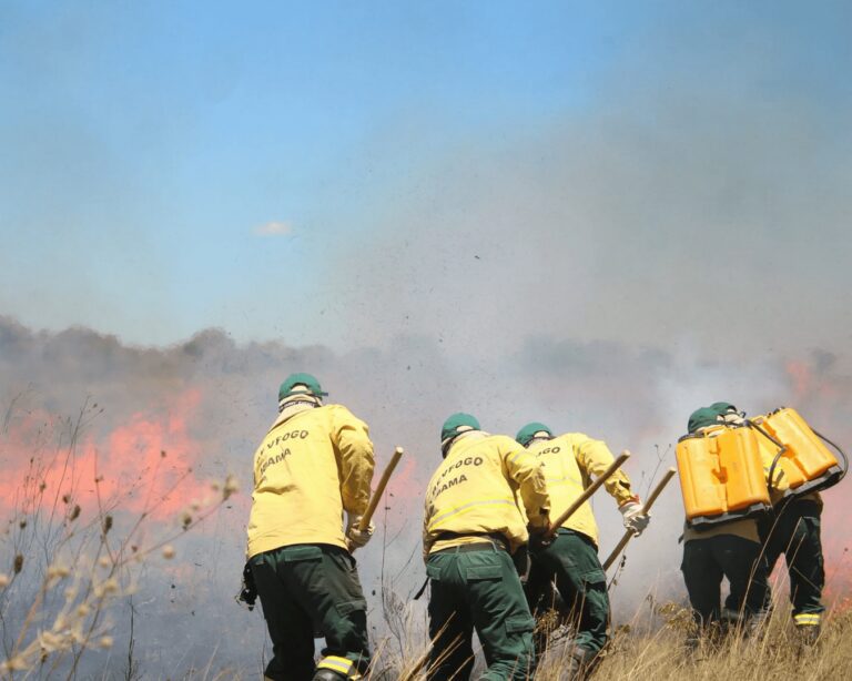 Cerrado em chamas: queimadas aumentaram 221% em agosto