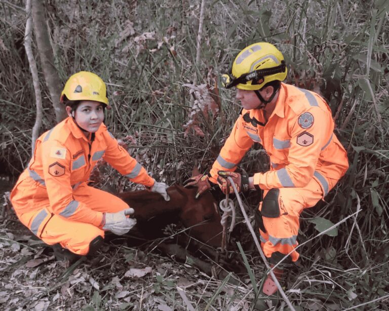 Bombeiros resgatam égua presa em dreno em Ituiutaba