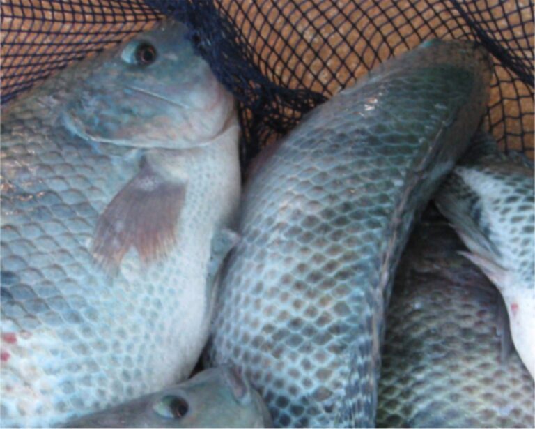 Instituto Mineiro de Agropecuária desenvolve atividades de conscientização sobre pescado no Triângulo Mineiro
